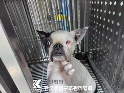 보스턴 테리어 사진