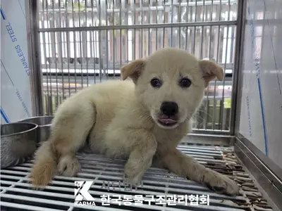 믹스견 사진