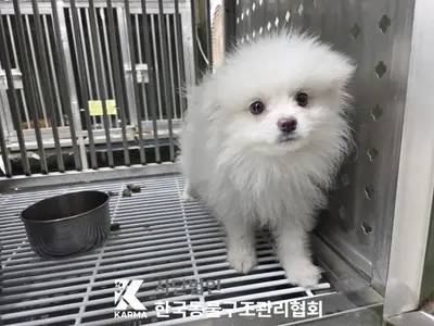 스피츠 사진