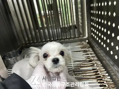 말티즈 사진