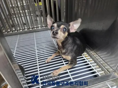 치와와 사진