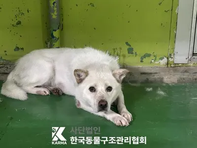 믹스견 사진