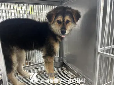 믹스견 사진