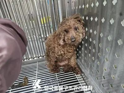 푸들 사진
