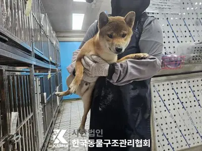 시바 사진