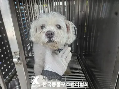 말티즈 사진