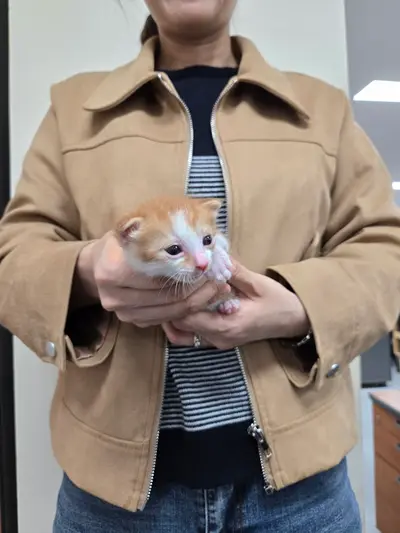 한국 고양이 사진