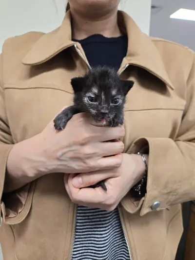 한국 고양이 사진
