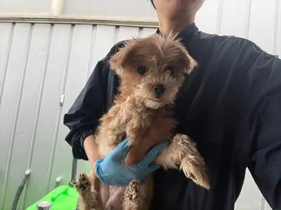 말티즈 사진