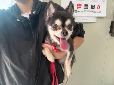 치와와 사진