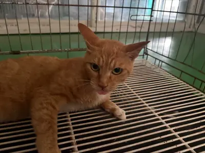 한국 고양이 사진
