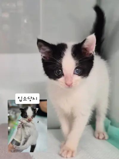 한국 고양이 사진