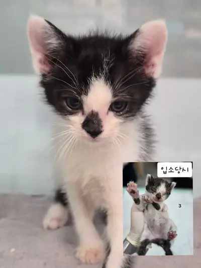 한국 고양이 사진