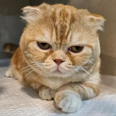 스코티시폴드 사진
