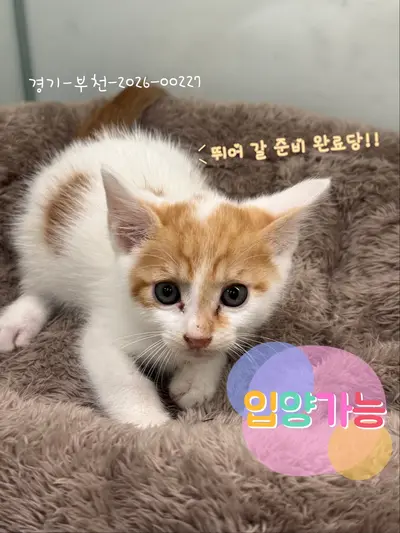 한국 고양이 사진