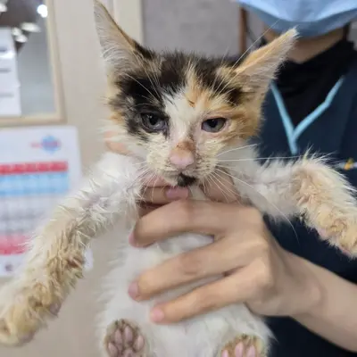 한국 고양이 사진