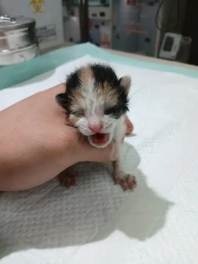 한국 고양이 사진