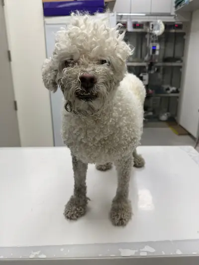 푸들 사진