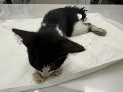 한국 고양이 사진