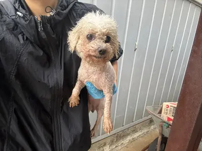 비숑 프리제 사진