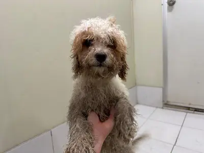 푸들 사진
