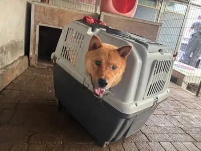 믹스견 사진
