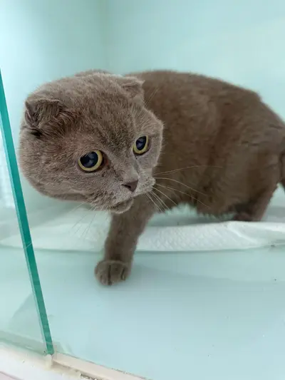 스코티시폴드 사진