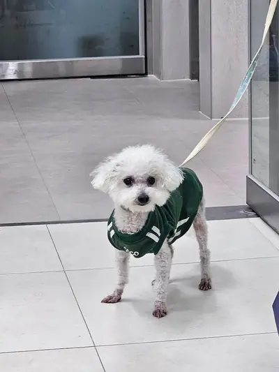 비숑 프리제 사진