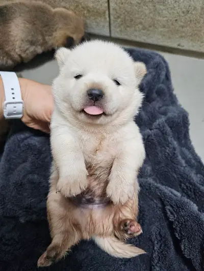 믹스견 사진