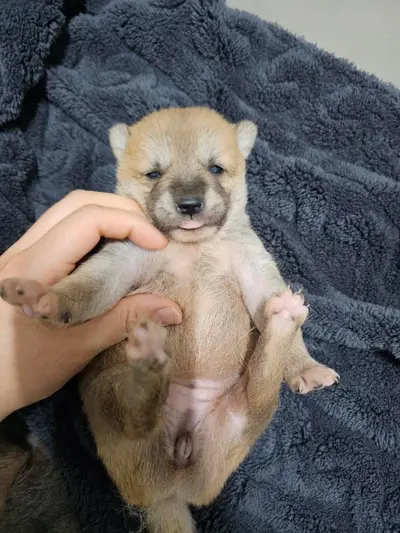 믹스견 사진