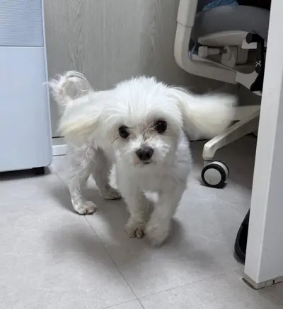 말티즈 사진