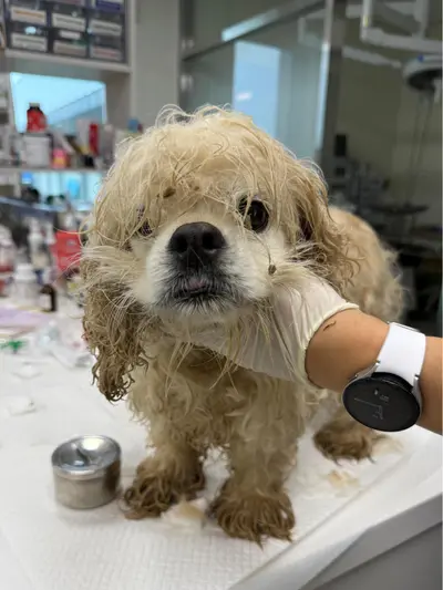 코카 스파니엘 사진