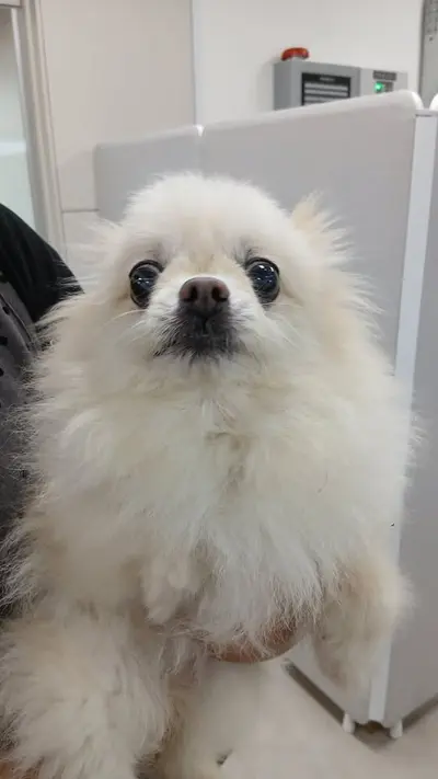 치와와 사진