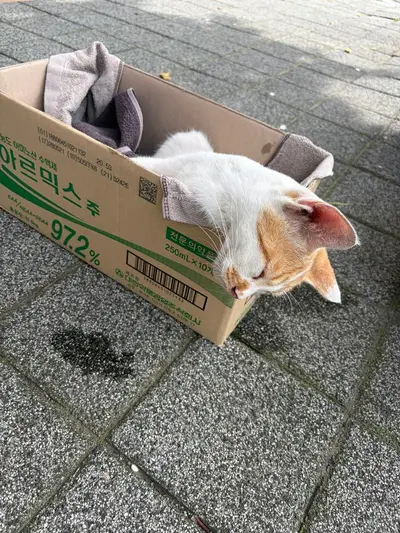 한국 고양이 사진