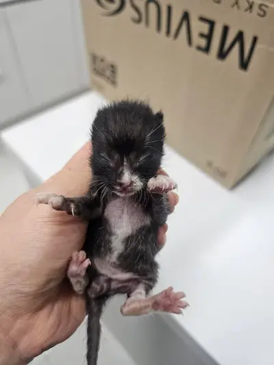 한국 고양이 사진