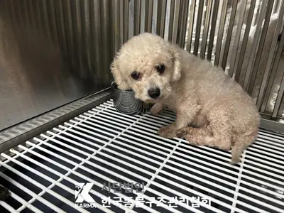 믹스견 사진