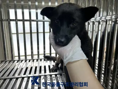 믹스견 사진