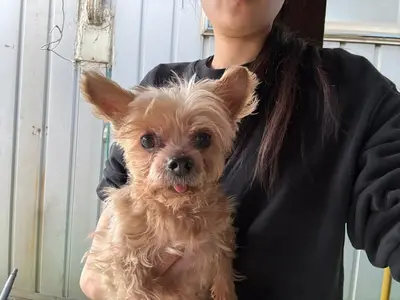 요크셔 테리어 사진