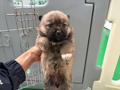 믹스견 사진