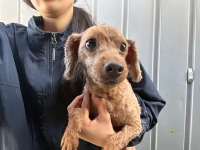 푸들 사진