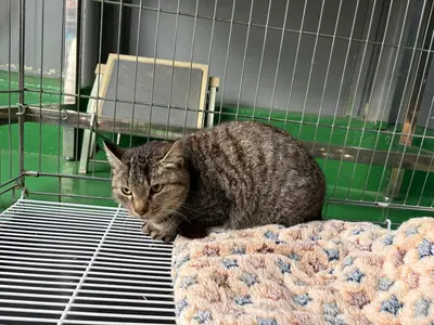 한국 고양이 사진