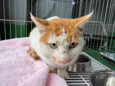 한국 고양이 사진