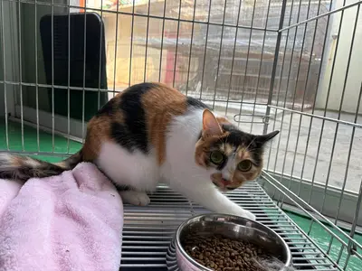 한국 고양이 사진