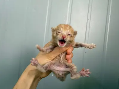 한국 고양이 사진