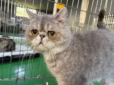 믹스묘 사진