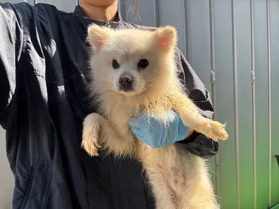 포메라니안 사진