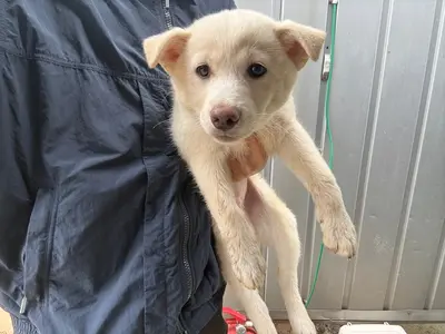 믹스견 사진
