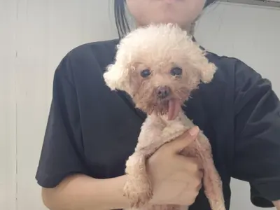 비숑 프리제 사진