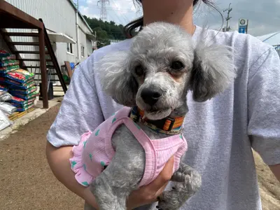 푸들 사진