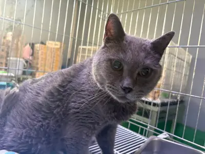 브리티시 쇼트헤어 사진